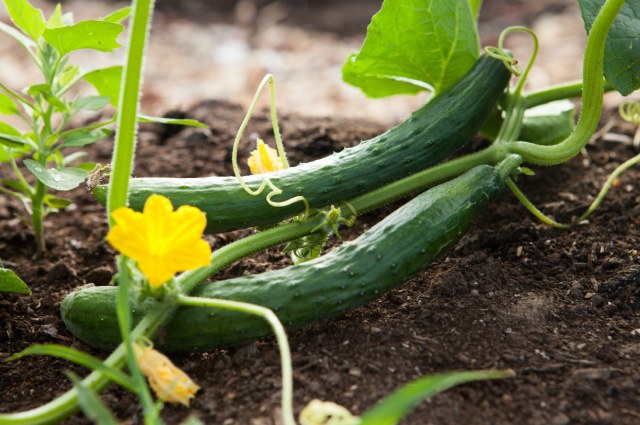 Disfrute verduras en tu cas con invernadero